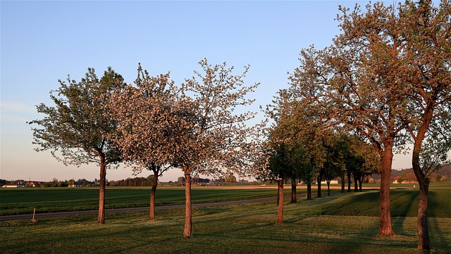 Streuobstbäume auf Wiese