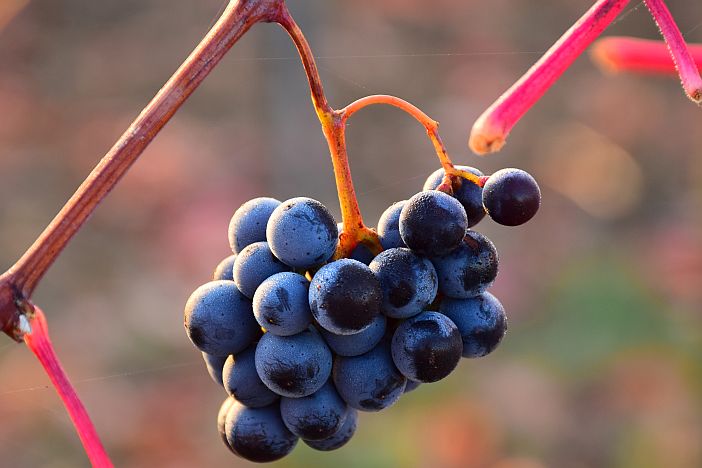 Weikersheimer Weinberge Bunte Weinberge